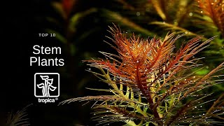 Top 10 Beautiful Aquarium Stem Plants [upl. by Toole]