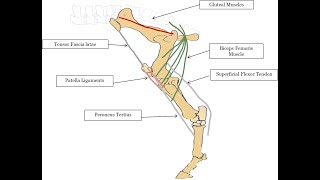 KPU Stay and reciprocal apparatus of the equine hind limb [upl. by Norramic]