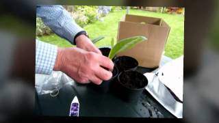 potting up streptocarpus plugs [upl. by Nelhsa]