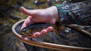 Backcountry Brook Trout Fishing Deep In The PA Mountains [upl. by Jerad259]