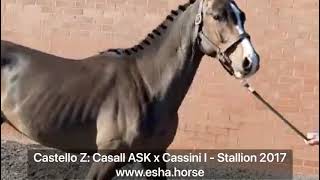 Castello Z Casall ASK x Cassini I [upl. by Claud116]