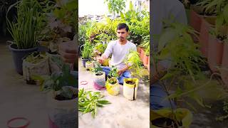 Plants Growing In Cutting short virl ytshort gardning plant cutting grow tarracegarden 🌺🪴🌵 [upl. by Ariaek]