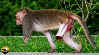 Poor The Monkey Lost Both Legs And What Happened To It [upl. by Merry]