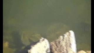 Water rat swimming at Lake Buffalo [upl. by Yenttirb]