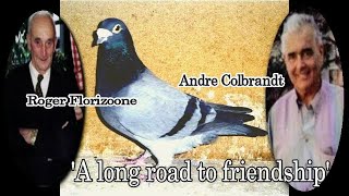 A long road to friendship Florizoone amp Colbrandt pigeon fancier relationship [upl. by Oecam]