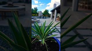 Patio Life patiodecor fypシ゚viral fypシ゚ luxuryrealestate porchmakeover fyp jeremypjordan [upl. by Naihr]