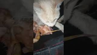 cat giving birth to kittens cat BirthingKittens CatPregnancy KittenCuteness CatMomLife [upl. by Perry524]