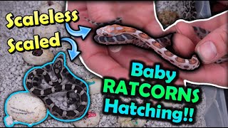 Baby Scaleless Snakes Hatching [upl. by Ahsekam268]