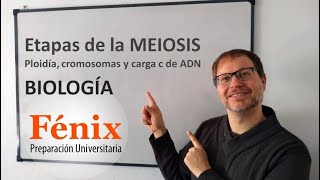 Etapas de la Meiosis ploidia cromosomas y carga ¨c¨ de ADN [upl. by Waring]