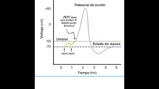 Integración Sináptica EN 1 MINUTO [upl. by Vernice]