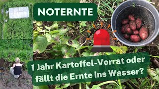 Kartoffeln für 1 Jahr anbauen auf 100 qm Noternte nach Dauerregen und Krautfäule [upl. by Eleirbag]