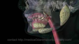 chewing Mastication digestion 3d animation company medical [upl. by Corene]