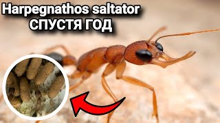 ЧТО СЛУЧИЛОСЬ С Harpegnathos saltator СПУСТЯ ГОД ПЕРЕСЕЛЕНИЕ НАПАДЕНИЕ КАРЕБАР И МНОГОЕ ДРУГОЕ [upl. by Tsui]