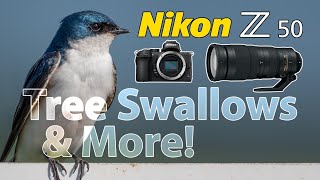 Tree Swallows amp More • Nikon Z50 amp 200500mm Telephoto Lens [upl. by Erinna]