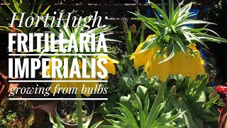 Growing Fritillaria imperialis from bulbs [upl. by Hines128]