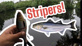 Bank fishing for Striped BassStripers [upl. by Brent]