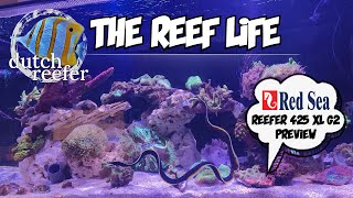 A NEW START ft Red Sea REEFER 425 XL G2 PREVIEW [upl. by Cynthie222]