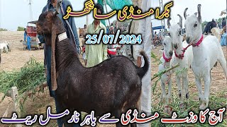 Bakra Mandi Sanghar  Today update  mix Goat breed  sasti Mandi  date 25072024 [upl. by Eniamerej627]