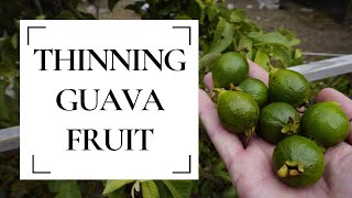 The importance of thinning guava fruit  A comprehensive guide [upl. by Naro]