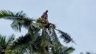 Master of chainsaw cut down a tall coconut tree [upl. by Naillij]