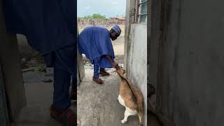 Le mouton de la fête 😭😂🐑😂😂 comedy fior2bior funny laugh [upl. by Xam]