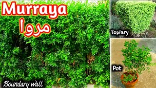 Marva plant growing watering Soilmix fertilizer  Murraya Plant [upl. by Amikat]