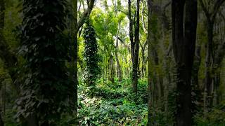 Coffee plantation India 🇮🇳 coffee drone dronevideo chikmagalur serene nature [upl. by Schaper322]