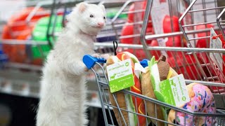 Small soon to be homeless ferret admits to stealing shopping cart on live stream [upl. by Druce]