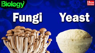 What are Fungi  What are Yeasts  Bread Mould  Biology  Home Revise [upl. by Myrna]