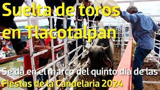 Se realiza suelta de toros en Tlacotalpan por Fiestas de la Candelaria [upl. by Aneem]