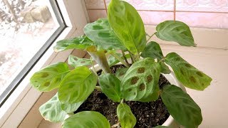 How I take care for my Maranta plant [upl. by Dupin279]