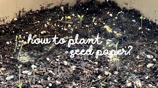 How To Plant Seed Paper [upl. by Acnaib201]