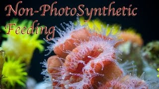 Nonphotosynthetic Coral Feeding System [upl. by Infield338]