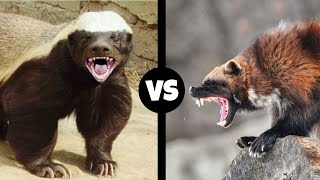 WOLVERINE VS HONEY BADGER  Who Would Win [upl. by Enomas]