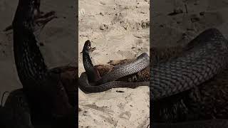 Mongoose and Black Cobra Snake fighting in the Forest [upl. by Atikin]