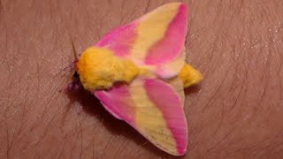 Rosy Maple Moth Fluffy Moth Pink Cutie The Cutest Moth on my channel Bart Coppens [upl. by Duj]