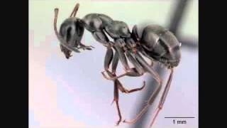 Crazy Ant Song  Turn ON Annotations External Ant Anatomy  AntsCanada Tutorial 24 [upl. by Irby]