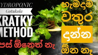 gotukola wagawa Hydroponic Gotukola  නිර්පාංශු පස් රහිත බදුන්ගත ගොටුකොල වගාව gotukola wagawa [upl. by Ila]