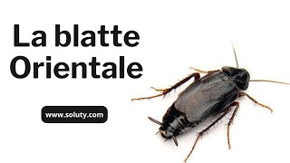 La blatte Orientale Blatta orientalis  Ce quotGros Cafardquot Noir [upl. by Morlee288]