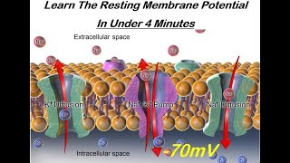 Learn The Resting Membrane Potential in Under Four Minutes [upl. by Akenat]