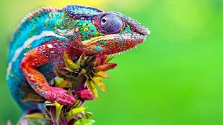 Chameleon Changing Color  Best Of Chameleons Changing Colors Compilation [upl. by Sitsuj]