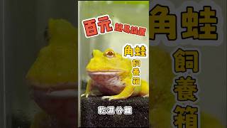 角蛙飼養箱簡易設置🐸乾濕分離 好清理好觀察 簡單好上手😃 [upl. by Ocimad]