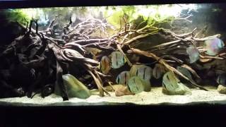 150 Rio Negro biotope update [upl. by Winny]