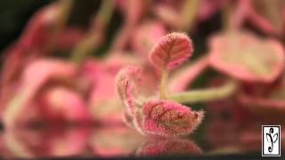 Episcia [upl. by Nwahsad382]