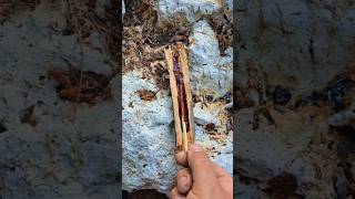 Survival Skills Amazing Match That Never Goes Out with Pine Resin survival camping skills [upl. by Zinn]