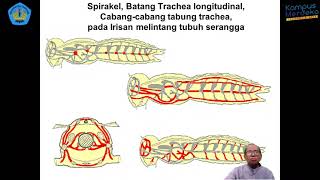 7 HPT  Entomologi Pertanian  Sistem Sirkulasi Darah pada Serangga [upl. by Retrak]