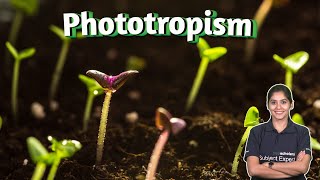 Plant Behavior Understanding Phototropism and Gravitropism  Plant Biology  Plant phototropism [upl. by Irmina]