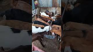 Bakri palna sunnat motivation cutebaby explore goat cute [upl. by Fulton965]