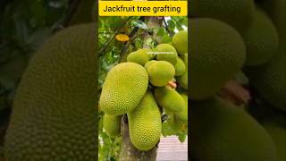 Jackfruit tree grafting fruit plants grafting jackfruit shorts [upl. by Elleimac]