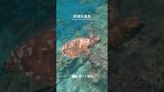 那片珊瑚，那片海啊，忘忘忘忘忘！忘憂島～🤷‍♂️👻🏝️ 澎湖 忘憂島 澎湖花火節 珊瑚礁 浮潛 [upl. by Stratton]